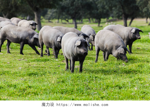 绿色草地的一群灰色的猪在绿色的草原上放牧的伊比利亚猪群.